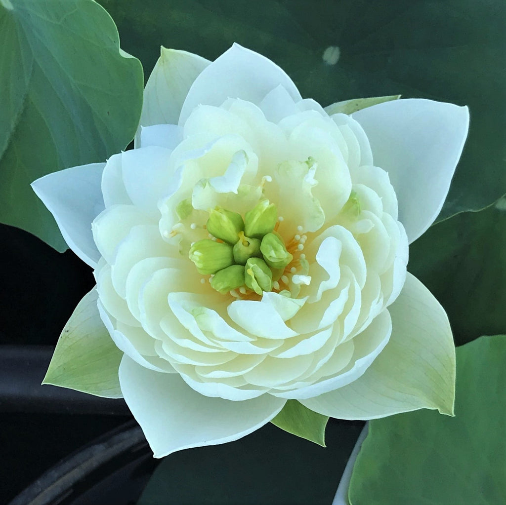White Phoenix Lotus    <br> Reserve Lotus Varieties ASAP for 2020! - PondLotus.com