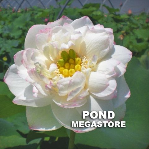 Winter Chrysanthemum Lotus <br>  Heavy Bloomer!   <br> Reserve Lotus Varieties ASAP for 2020! - PondLotus.com