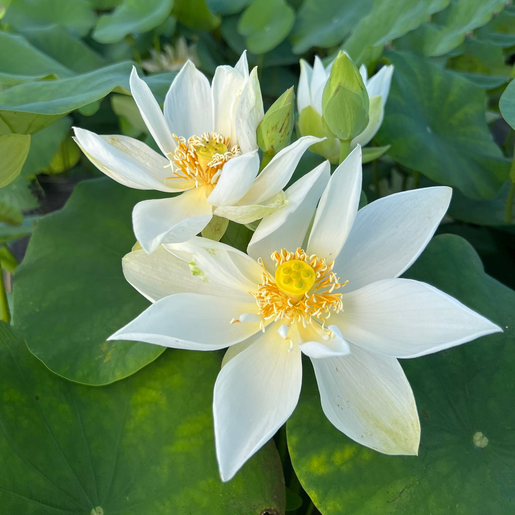 Xiamen Bowl <br> Rice Paper Lotus