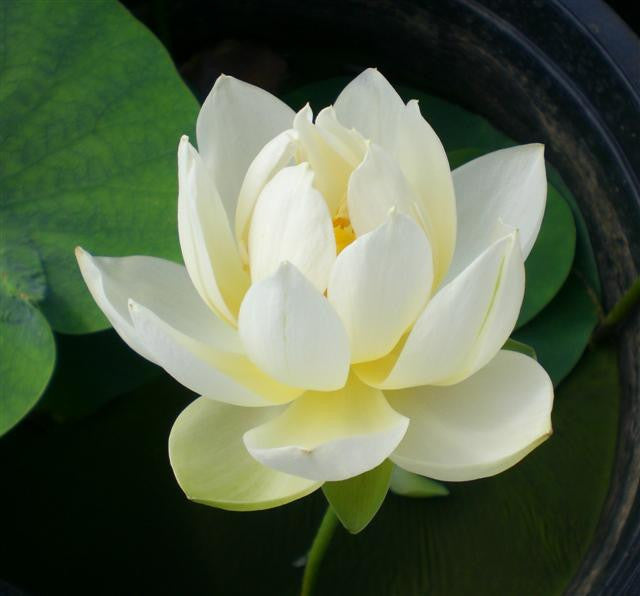 Xiamen Bowl Rice Paper Lotus  <br> Reserve Lotus Varieties ASAP for 2020! - PondLotus.com