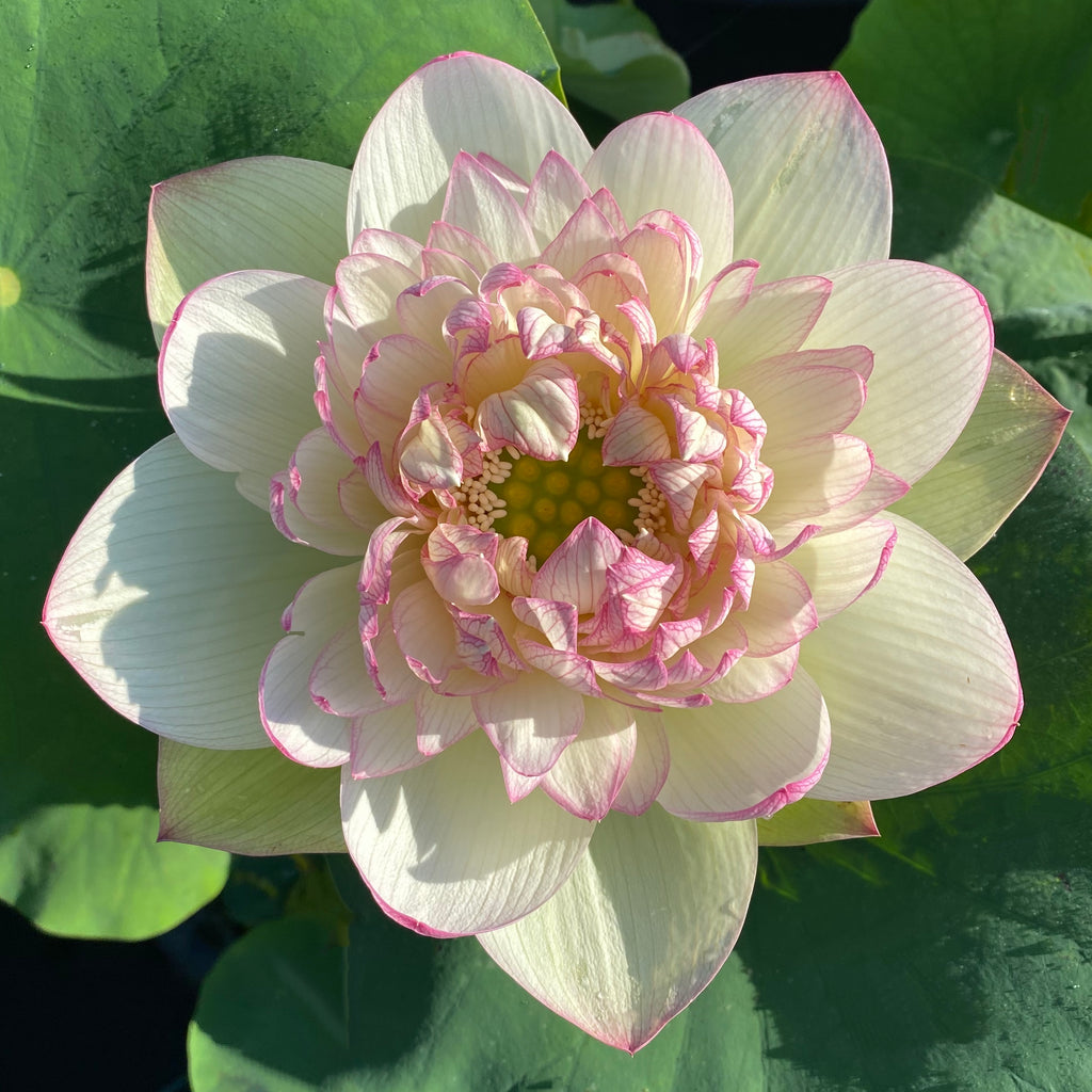 Xin Jin Xia Lotus   <br> Exquisite! Huge Flowers!