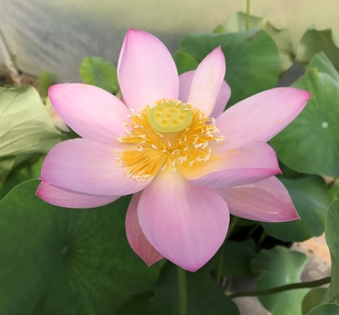 Pink Parfait Lotus, (Yan Zi Yao)  <br> Scrumptious Blooms! <br> Reserve Lotus Varieties ASAP for 2020! - PondLotus.com