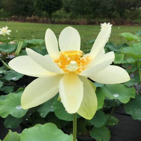 Yellow Bird Lotus   <br> Regal Beauty!
