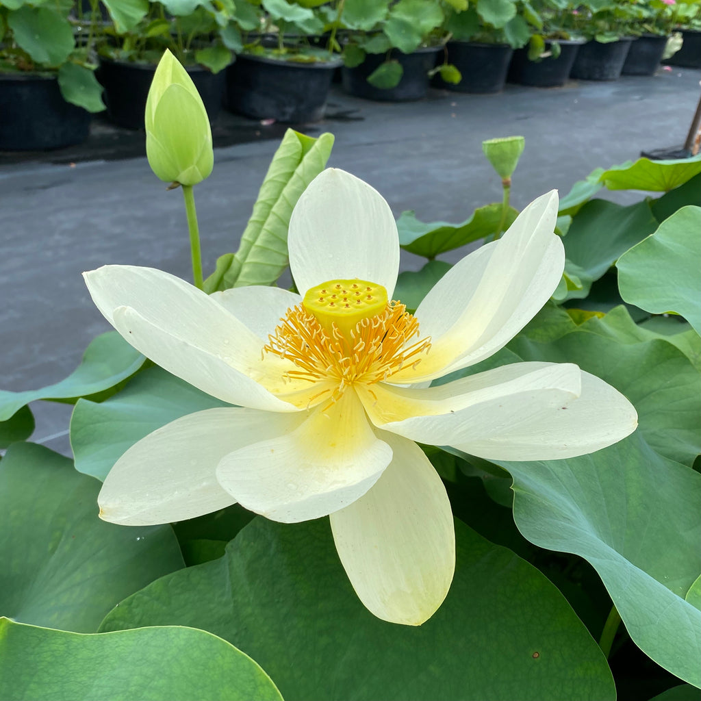Yellow Bird Lotus   <br> Regal Beauty!