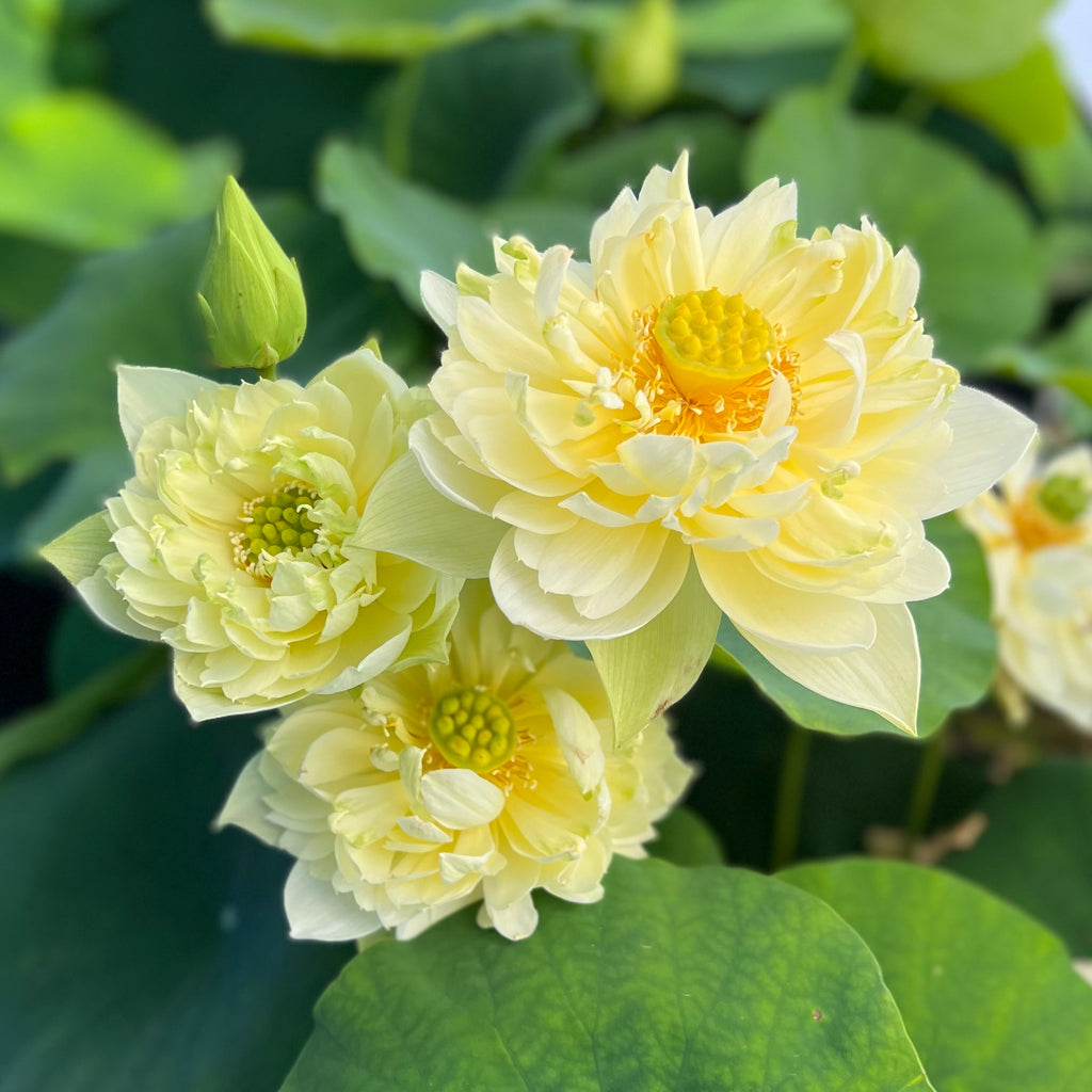 Yellow Peony Lotus <br>  Lush, Yellow Blooms!