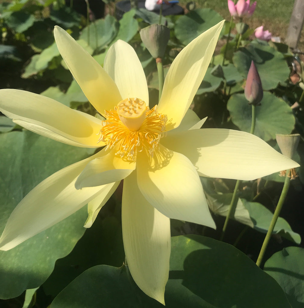 Apricot Yellow Lotus <br>  Sunny Yellow Color!  <br> Reserve Lotus Varieties ASAP for 2020! - PondLotus.com