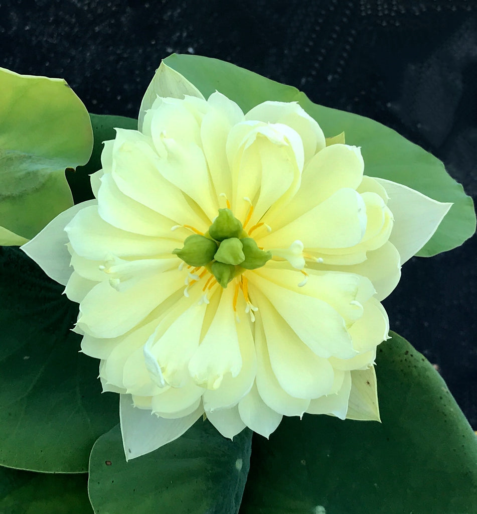 Yellow Peony Lotus <br>  Lush, Yellow Blooms!   <br> Reserve Lotus Varieties ASAP for 2020! - PondLotus.com