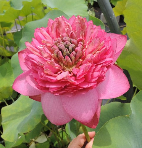 Zhongshan Red Duplicate Lotus   <br>  Over 300 Petals!  <br> Reserve Lotus Varieties ASAP for 2020! - PondLotus.com