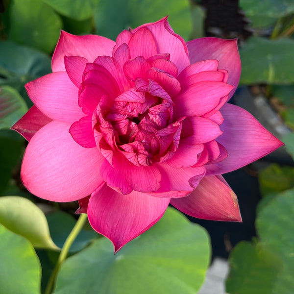 Hermosa Rose Lotus - PondLotus.com