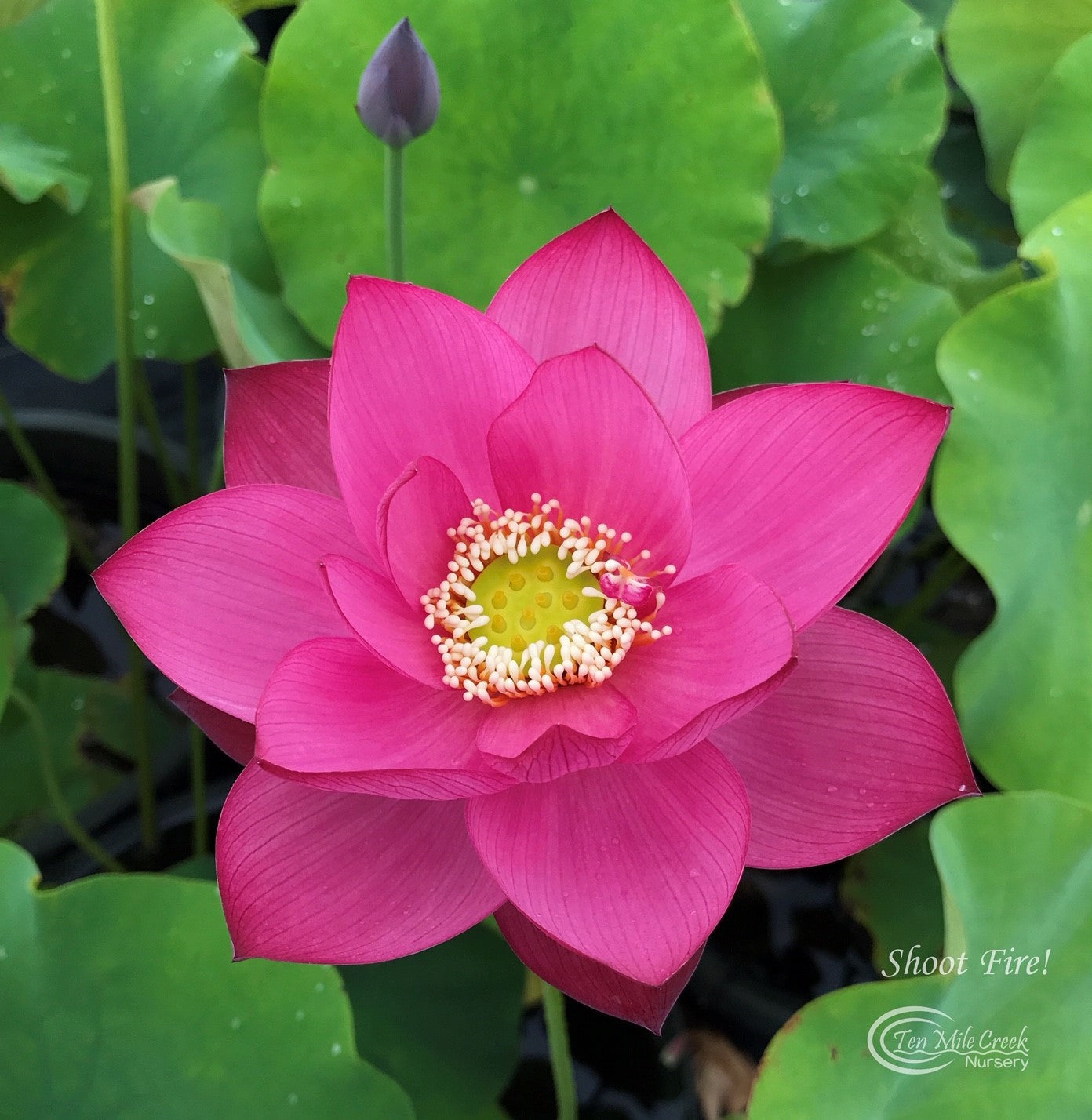 Shoot Fire Lotus - PondLotus.com